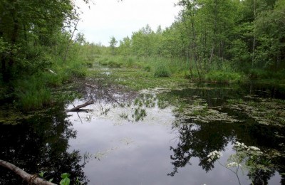 Водно-болотный заказник республиканского значения «Дрожбитка-Свина»