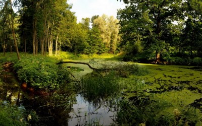 Водно-болотный заказник республиканского значения «Морочно»