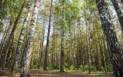 Биологический заказник республиканского значения «Борский»