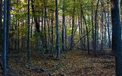 Биологический заказник республиканского значения «Замковый лес»